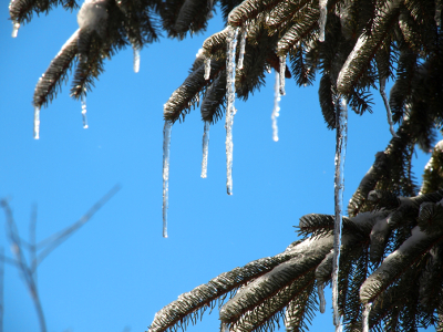 [A small section of branches with icicles hanging from each branch tip. The icicles range in length from an inch to four inches.]